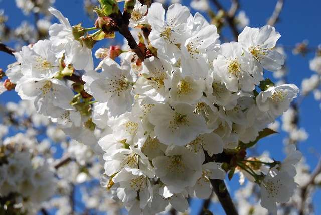 Plasencia, Monfragüe y la floración del cerezo - Excursiones desde Madrid (24)